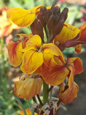 Güzel sarı çiçek ev bahçesinde güzel görünüyor. 