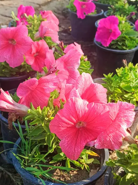 Küçük saksılarda güzel pembe çiçekler 