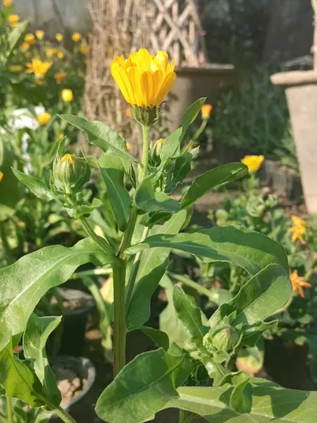Sarı çiçek açacak. Yeşil yaprakları çok güzel görünüyor.