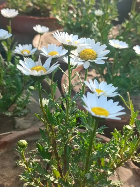 Bahçedeki beyaz papatya çiçeği çok güzel görünüyor.