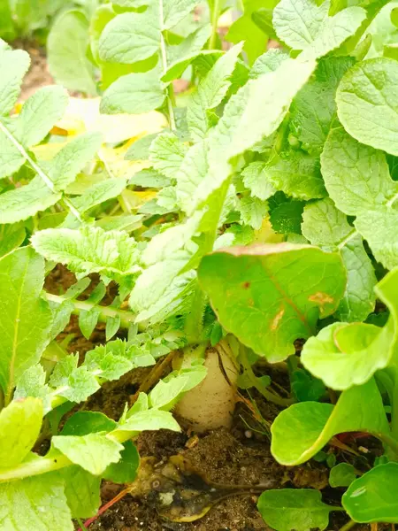 Beyaz turp ve yaprakları ev bahçesi tenceresinde