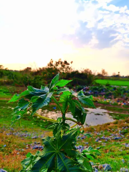 yeşil bitki ve gökyüzü arkasında 