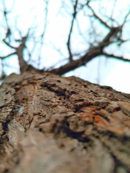 Bir ağaç kabuğuna yakın. 