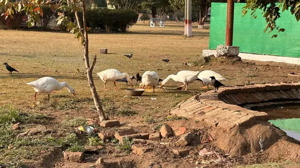 Ördekler bahçede yemek yiyor.