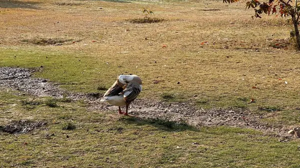 Bir ördek bahçede duruyor.