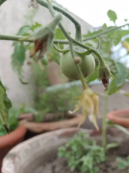 Bitkinin üstündeki domates güzel görünüyor.