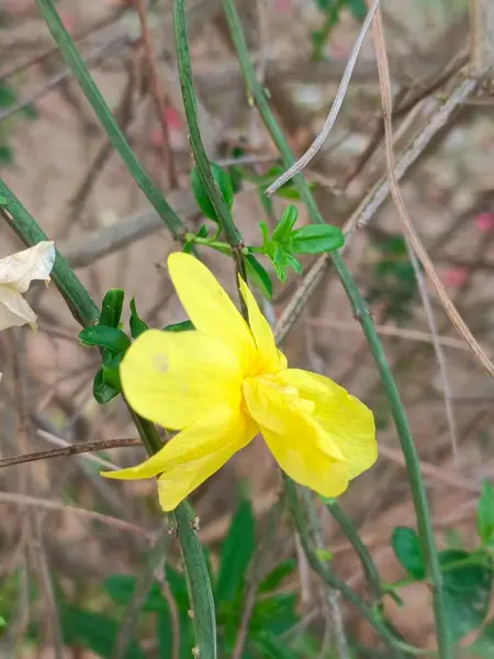 Bir bitkinin dalında sarı çiçek 