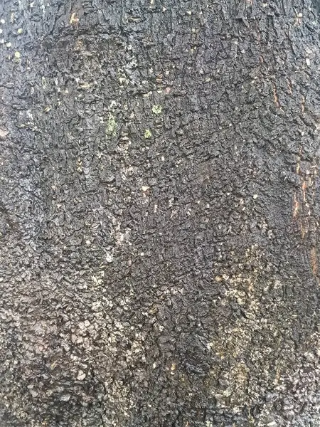 Ev bahçesindeki ağaç kabuğuna yakın.