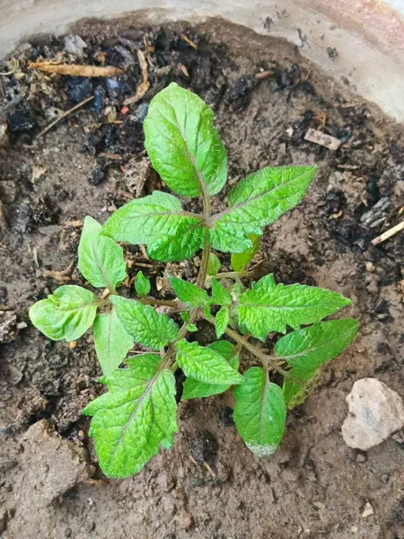 Ev bahçesindeki patates bitkisi taze ve güzel görünüyor.