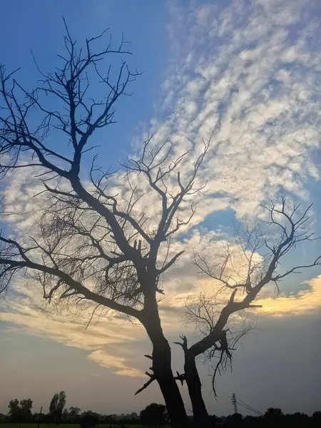 Yapraksız ağaç harika görünüyor ve gökyüzü bulutlarla dolu ağacın arkasında güzel görünüyor. 