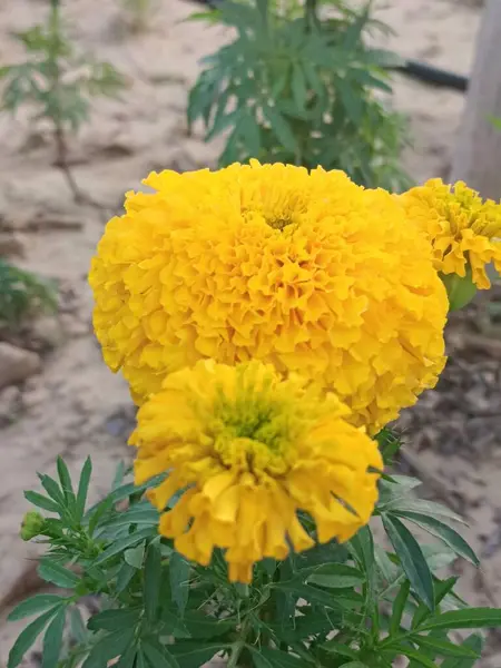 Bahçede sarı renkli güzel çiçekler