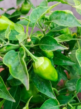 Kırmızı biberli yeşil biber. 