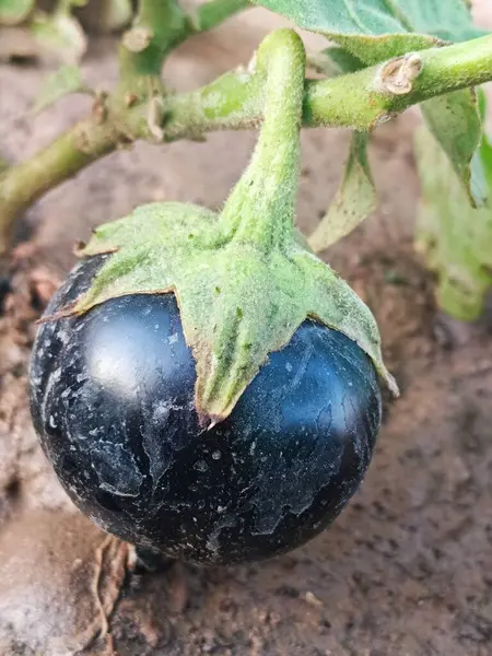 Bitkinin üzerine tüm getiri 