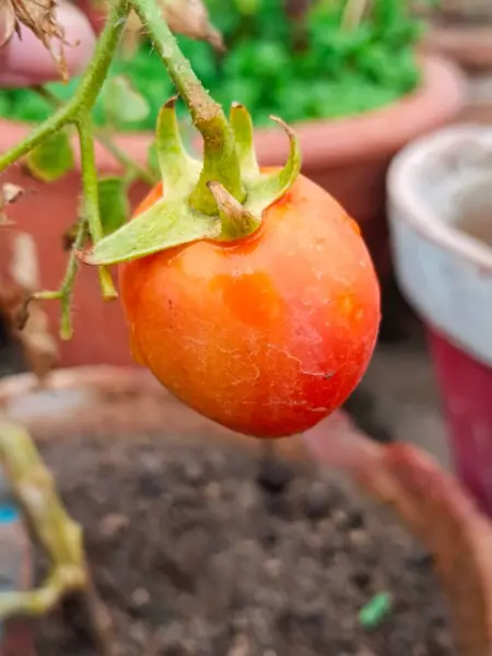 Ev yapımı çaydanlıkta kırmızı domatesin yakın çekimi. 