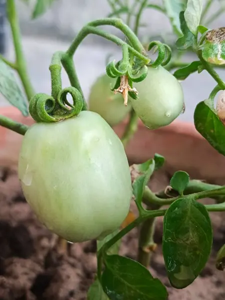 Ev yapımı çaydanlıkta kırmızı domatesin yakın çekimi. 