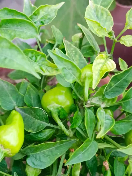 Kırmızı biberli yeşil biber. 