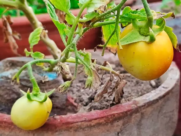 Ev bahçesindeki domates bitkisine domates 