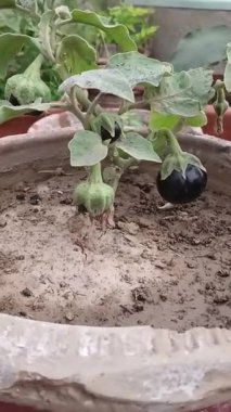 Bitkinin üzerinde daire şeklinde getir 