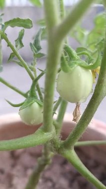 GARDEN TUMATOLARI ÇOK Taze görünüyor ve yavaş yavaş büyümeye başlıyor 