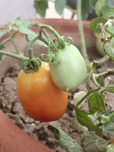 Ev bahçesindeki domatesler çok taze ve sağlıklı görünüyor. 