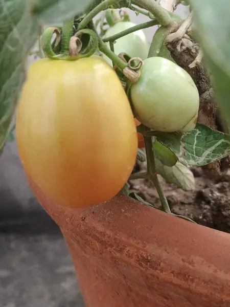 Ev bahçesindeki domatesler çok taze ve sağlıklı görünüyor. 