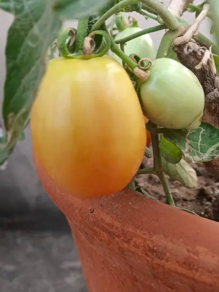 Ev bahçesindeki domatesler çok taze ve sağlıklı görünüyor. 