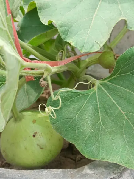 Lokhi ev bahçesi bitkisi sağlıklı ve taze görünüyor. 