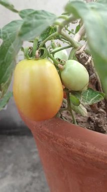 GARDEN TUMATOLARI ÇOK Taze görünüyor ve yavaş yavaş büyümeye başlıyor 