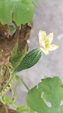 Bahçe saksısında acı bir toprak 