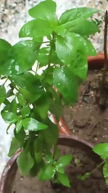 TULSI TÜRKÇE TÜRKÇE BİR İSKİNCİ VE HAPİRALİ DEĞİŞTİRİM İÇİN BİLGİLMESİ İÇİN BİLGİRİLMESİ BİLİYOR