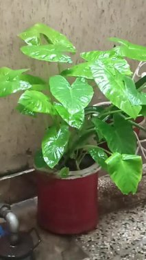 Ev bahçesi saksısındaki fil çok yeşil ve yağmurda taze görünüyor.