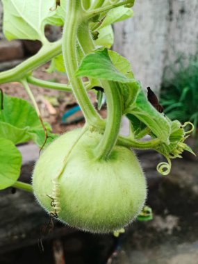 Bitkinin üzerinde taze bir lokhi asılı. Yeşil sebze uzun ve yuvarlak. Sarmaşığı büyük yeşil yapraklarla yayılıyor..