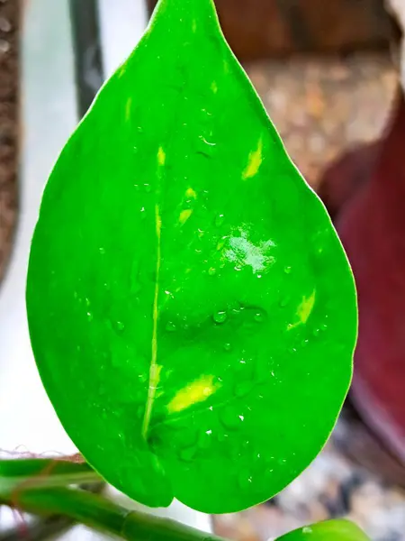 Fil bitkisinin yaprağı çok büyük, geniş ve bir kulak şeklinde. Yeşil, yumuşak ve genellikle bahçeye gölge ve güzellik vermek için kullanılır.