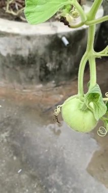 Ev bahçesinde taze lokhi bitkisi 