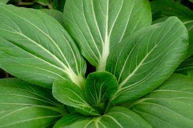 Detaylı beyaz damarları olan taze yeşil kakao yaprakları yakın plan çekimde doğal bir radyal desen oluşturur. Organik gıda, tarım, bitki temelli beslenme ve sağlıklı yaşam temaları için idealdir..