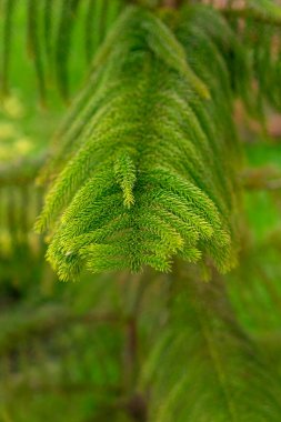 Canlı yeşil Norfolk Adası çam yapraklarının (Araucaria heterophylla) yakın çekimi, doğal ışık ve bulanık bir arka planda yumuşak, iğne benzeri dokuları gösterir..