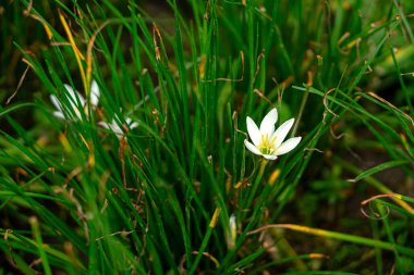 Kuru uçlu yeşil çimenlerin arasında açan beyaz yağmurlu zambak, açık hava ışıklarıyla yakalanır. Bu yakın plan narin yapraklar ve desenli yapraklar arasındaki zıtlığı vurgular..