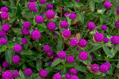 Güzel mor küre çiçekleri canlı bir bahçede çiçek açıyor, canlı ve renkli bir sahne yaratıyor, çiçekli arka planlar, doğa temaları ya da reklam kullanımı için mükemmel..