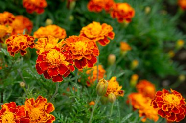 Yumuşak odaklı yeşil yapraklı turuncu ve sarı kadife çiçekleri yakın plan, doğal güzelliği ve çiçek açan tazeliği yakalıyor..