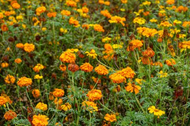 Canlı turuncu ve sarı kadife çiçekleri çeşitli aşamalarda çiçek ve çürüme, dokuma, derinlik ve mevsimsel kontrastla dolu doğal, kırsal bir bahçe sahnesi oluşturur.
