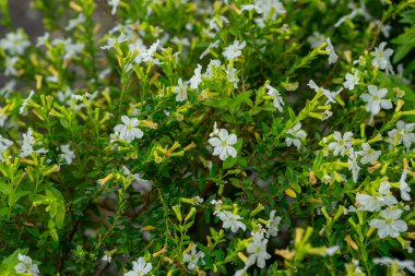 Yeşiller yemyeşil, narin beyaz çiçekleri var. Tamamen çiçek açmış, doğal ışık altında yakalanmış. Ticari kullanım ve tasarım için bir botanik doku veya eko-temalı arkaplan olarak ideal.