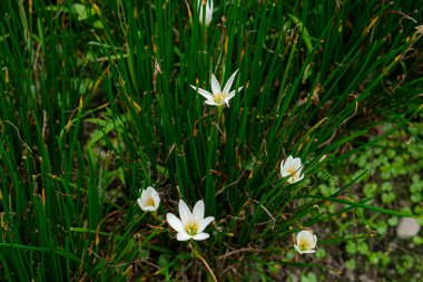 Beyaz yağmurlu zambak çiçeklerinin (Zephyranthes candida) uzun yeşil çimenlerin arasında çiçek açması. Doğal ışıkta yakalanmış, doğa geçmişi ve botanik reklam tasarımları için ideal..