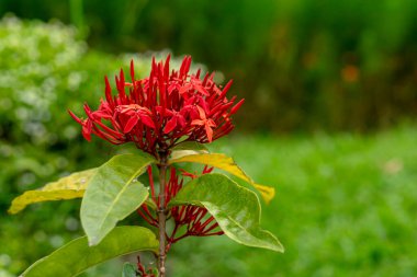 Canlı kırmızı bir Ixora çiçek kümesinin yakın plan, tropik bir bahçede yemyeşil yapraklar, yumuşak, bulanık bir arka plan ile doğal gün ışığında yakalandı.