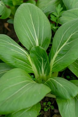Detaylı beyaz damarları olan taze yeşil kakao yaprakları yakın plan çekimde doğal bir radyal desen oluşturur. Organik gıda, tarım, bitki temelli beslenme ve sağlıklı yaşam temaları için idealdir..