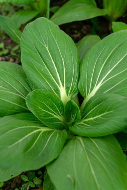 Detaylı beyaz damarları olan taze yeşil kakao yaprakları yakın plan çekimde doğal bir radyal desen oluşturur. Organik gıda, tarım, bitki temelli beslenme ve sağlıklı yaşam temaları için idealdir..