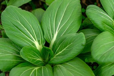 Detaylı beyaz damarları olan taze yeşil kakao yaprakları yakın plan çekimde doğal bir radyal desen oluşturur. Organik gıda, tarım, bitki temelli beslenme ve sağlıklı yaşam temaları için idealdir..