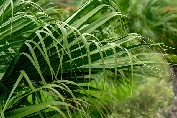 Bereketli bir bahçe ortamında uzun, ince yeşil yaprakları olan tropikal palmiye yapraklarına yakın çekim. Doğal doku ve taze yeşillik kavramı, eko, doğa veya yaz temalı görseller için mükemmeldir..
