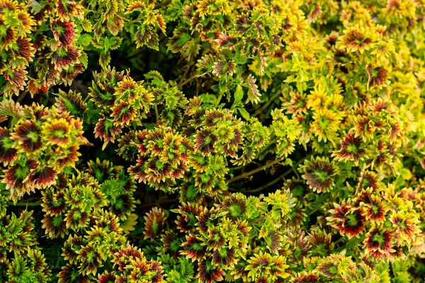 Tırtıklı yeşil, sarı ve kırmızı yapraklı canlı Coleus bitkilerinden oluşan yoğun bir yaprak. Karmaşık desenler ve zengin renkler tasarım için çarpıcı bir botanik doku yaratıyor..