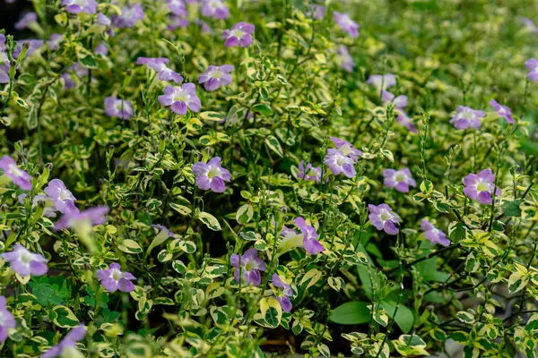 Mor kır çiçekleri canlı bir bahçe ortamında yeşil yapraklar arasında çiçek açarlar. Küçük, narin çiçekler, yumuşak yapraklar ve sakin, doğal bir arka planla göze çarpar..