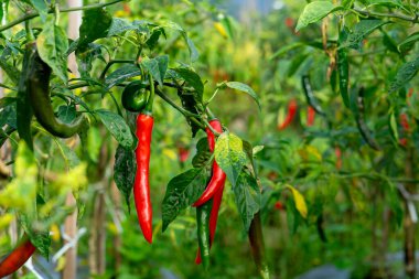 Olgun kırmızı biberler verimli bir çiftlikteki sağlıklı bir bitkiye asılır. Doğal ışık altındaki kırmızı ve yeşil biberlerin kontrastı canlı bir tarım manzarası sergiliyor..